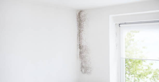 Best Crawl Space Mold Remediation  in Berry Creek, CA