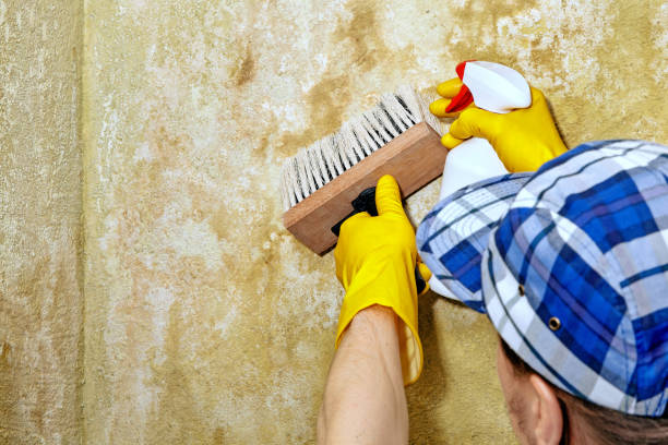 Best Emergency Mold Remediation  in Berry Creek, CA