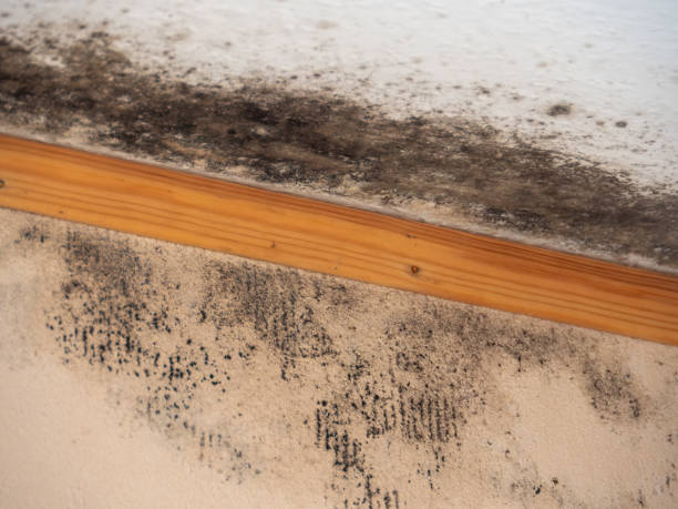 Best Mold Removal for HVAC Installations  in Berry Creek, CA
