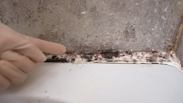 Best Environmental Consulting for Mold Prevention  in Berry Creek, CA